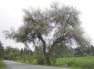 jablecnik-strom.jpeg